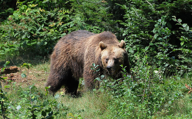 Tierfreigehege Nationalpark Bayerischer Wald